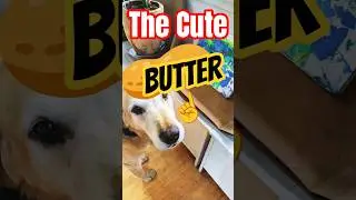 🥜 BUTTER FLY😜 MASTERPIECE😦119 THE CUTE-BUTTEr😜RAW AND RELEASED