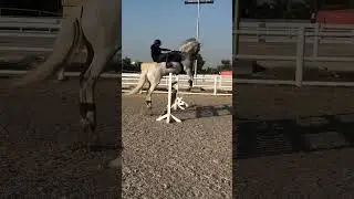 Unbelievable Equestrian Moment: Horse Stops, Thinks, Then Jumps &ndash; Rider's Reaction Is Priceless! 😂🐴