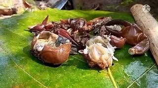 catching crab and eating !!