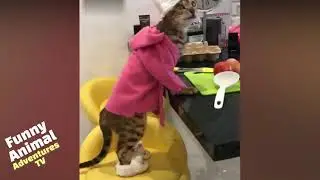 funny Animal Adventure  most popular😂🤣 #03  #cats  #cute    #funny cats