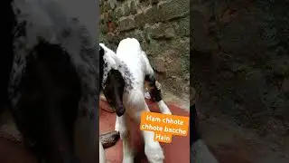 Ham chhote chhote bacche Hain dant hamare kacche Hain#viralshorts #song #vineetkumar