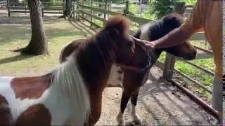 Beautiful Pinto Miniature Horses