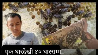 Bee farming business in Nepal। Low investment high profit।