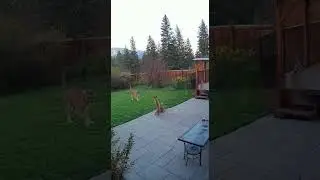 Backyard Camera Captures Cat Scaring away Mountain Lion
