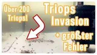 Wie mein größter Fehler meine bisher beste Zucht vernichtet hat... // Triops Spektrum