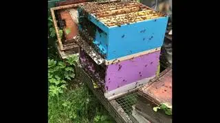 Queen cell starter and finisher colony