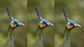 The beauty of feathers |The Endangered Green Peafowl | Wildlife from Phnom Tnoat Wildlife Sanctuary