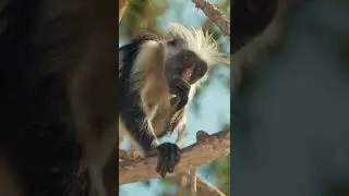giraffe eats bush elephant bathes shaggy  food.shorts.жираф ест куст слон купается лохматая обезьяна