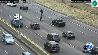 Police horses run wild along Cleveland highway