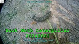 Buck Moth Caterpillar 20240601
