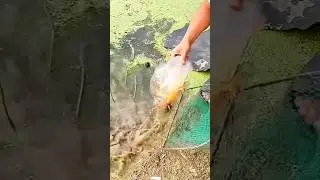 Unbelievable Fishing Technique 🐟😱 #outdoorfishing #village
