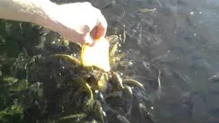 Hungry Fish recorded by Sarunas