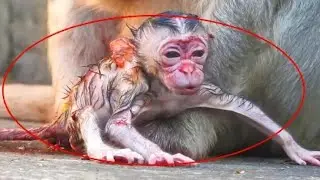 Wow The mother monkey just gave birth to a baby monkey and quickly cleaned up after the baby monkey.