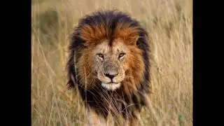 Lion Growl (Sound Effect)