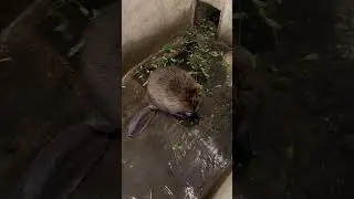 Бобры в Воронежском заповеднике ❤️#заповедник  #бобры