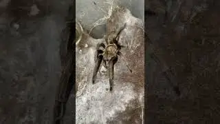 Finally!!! Selenocosmia crassipes feeding in her new frock.