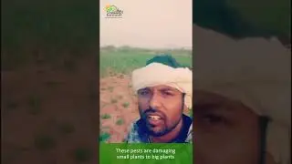 This farmer had a massive crop loss due to pest attack