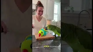 Parrot fuuny video # short #foryou #YouTube naapo parrot 