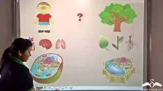 Introduction to Cells