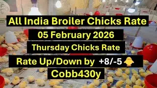 #today Chicks rate#05.02.2026 Chicks rate#farm #farming#chickenfarming#poultryfarming#broilerfarming