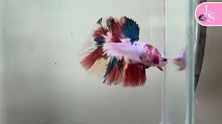 (HM06) Pearl Candy Male #bettafish #halfmoonbetta #Ladysiambettas 