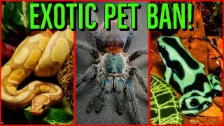 NEW Exotic Pet BAN! FIGHT FOR YOUR RIGHTS & OPPOSE Lacey Act Amendment