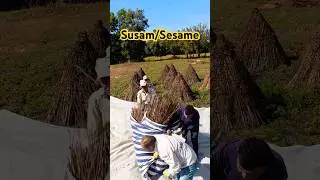 Susam Hasad zamanı, kuruyan susamlar &ccedil;ırpmaya başladık. #hasad #susam #sesame #bah&ccedil;e