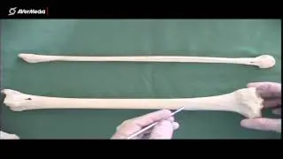 Tibia and Fibula