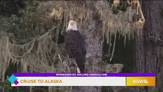 Whales, bears and birds, oh my! The wildlife you can see on an Alaskan cruise