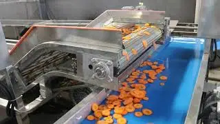 carrot processing  line