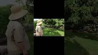 Is It Worth Planting a Sugarloaf Mango Tree?