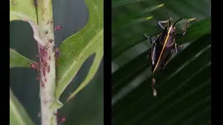 How to Control Pests in Your Garden Naturally, Cheap & Easy Hydroponics