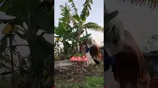 เชิดสิงโต #funny #xcavator #comedy #animals #เทรนด์วันนี้ #automobile #แรงงานในต่างแดน