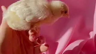 Magic Sharing Stone