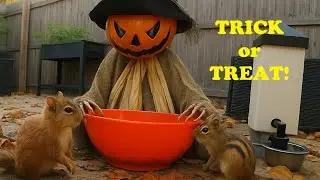 Halloween Scarecrow Trick or Treat Surprise! Can they beat it? [4K] Squirrels vs Chipmunk