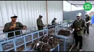 Bench Grafting Technology