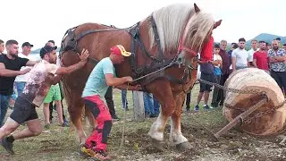 Cai de tracțiune proba specială - Marginea - Bucovina 23 Iunie 2024