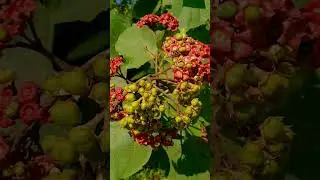 নেফাফু (Clerodendrum colebrookianum)