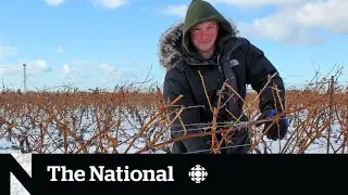 Can wine grapes survive harsh Canadian winters? These researchers say yes