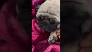 #explorepage #pugaddict #cutie #puglove #pugnation #pugvibes #pugworld #smushyface #viral #cutepets