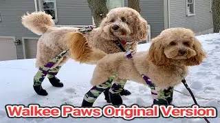 Walkee Paws review - Original Version