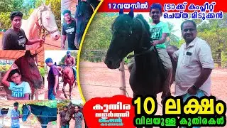 റെക്കോഡുകൾ നേടിയ കുതിരകൾ  Horse Riding Farm Kerala | Riding Club