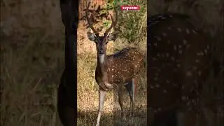 deer 😍 before after photo edit video #shorts
