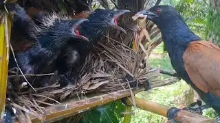 MAKANAN BRUTAL HARI INI SANGAT MENGERIKAN BUAT BAYI BURUNG 