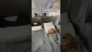Dog flying in business class #pettravel #travel #corgi #plane #airline #airport #dog #dogshorts