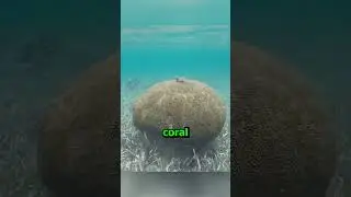 Why You Should Never Ignore Brain Coral!