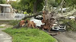 'I thought they were dead,' man says after tree falls on car in Miami