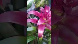 Welcome to the House Of Feeline Experience 🌺|#pinkflower #planetphotographer