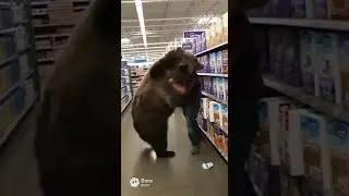 Медведей привлекает Walmart.