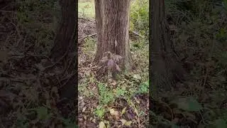 Before and After - Cedar Tree Cleanup from NTX Ice Storm